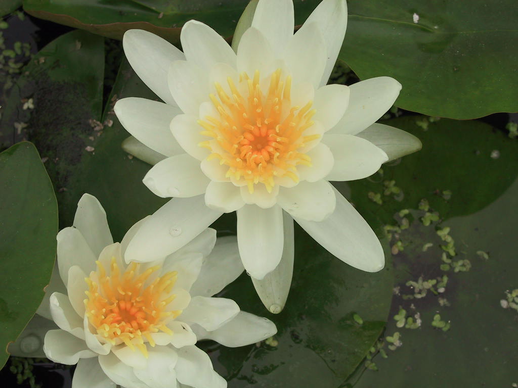 Nymphaea  Gladstoniana (Poestlingberg) 01.jpg